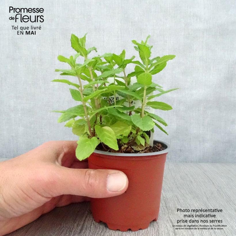 Spécimen de Menthe verte - Mentha spicata en plant BIO Pot de 10 cm/11cm tel que livré au printemps