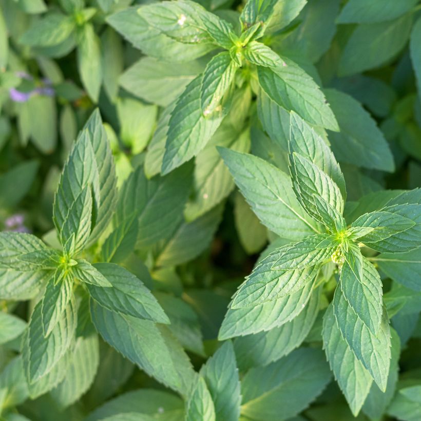 Menthe Thaï - Mentha arvensis (Feuillage)