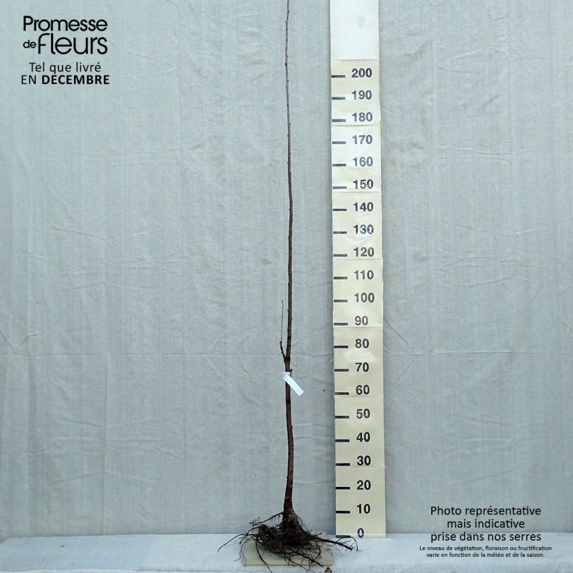 Spécimen de Merisier des oiseaux - Prunus avium Racines nues tel que livré en hiver