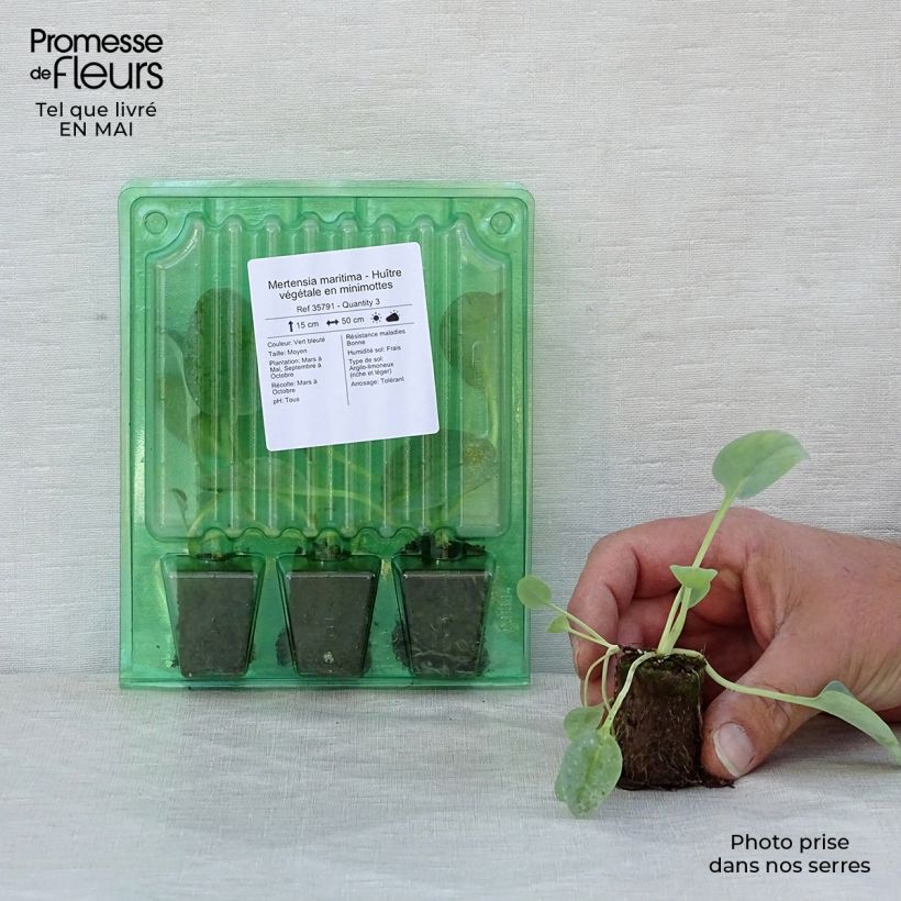 Spécimen de Mertensia maritima - Huître végétale   Mini-motte Ø 3/4 cm tel que livré au printemps