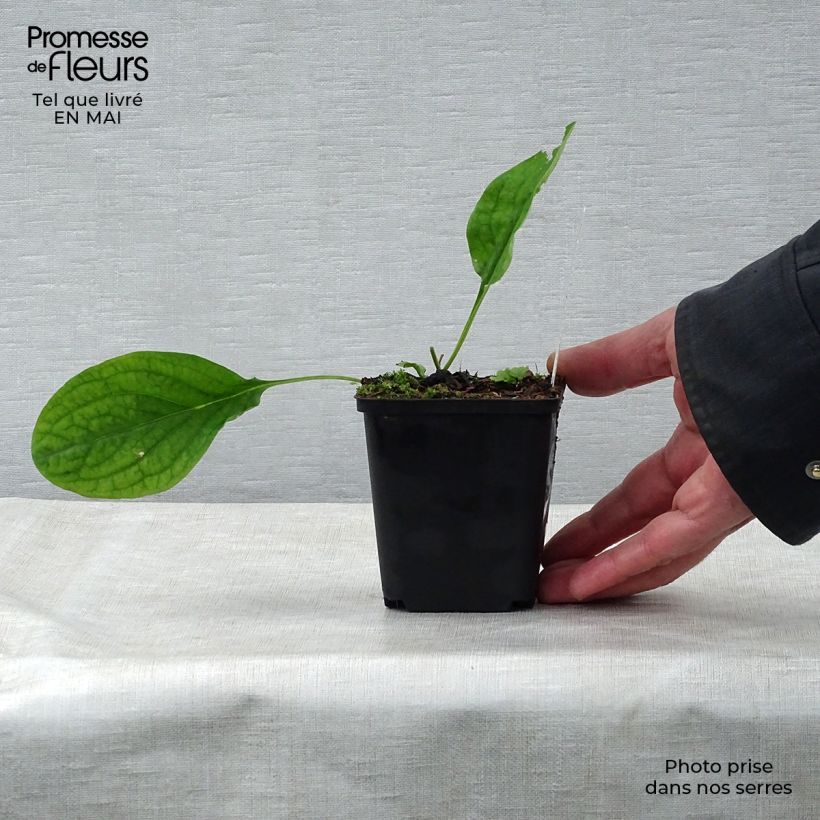 Example of Mertensia virginica - Jacinthe de Virginie Godet de 8/9 cm as you get in printemps