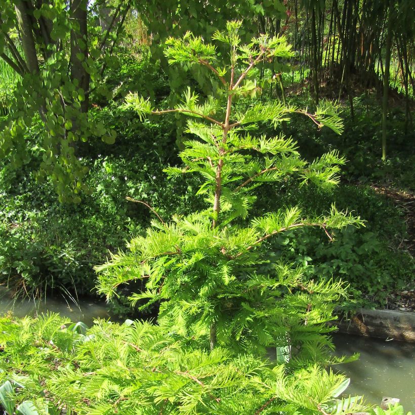 Metasequoia glyptostroboides Chubby (Plant habit)
