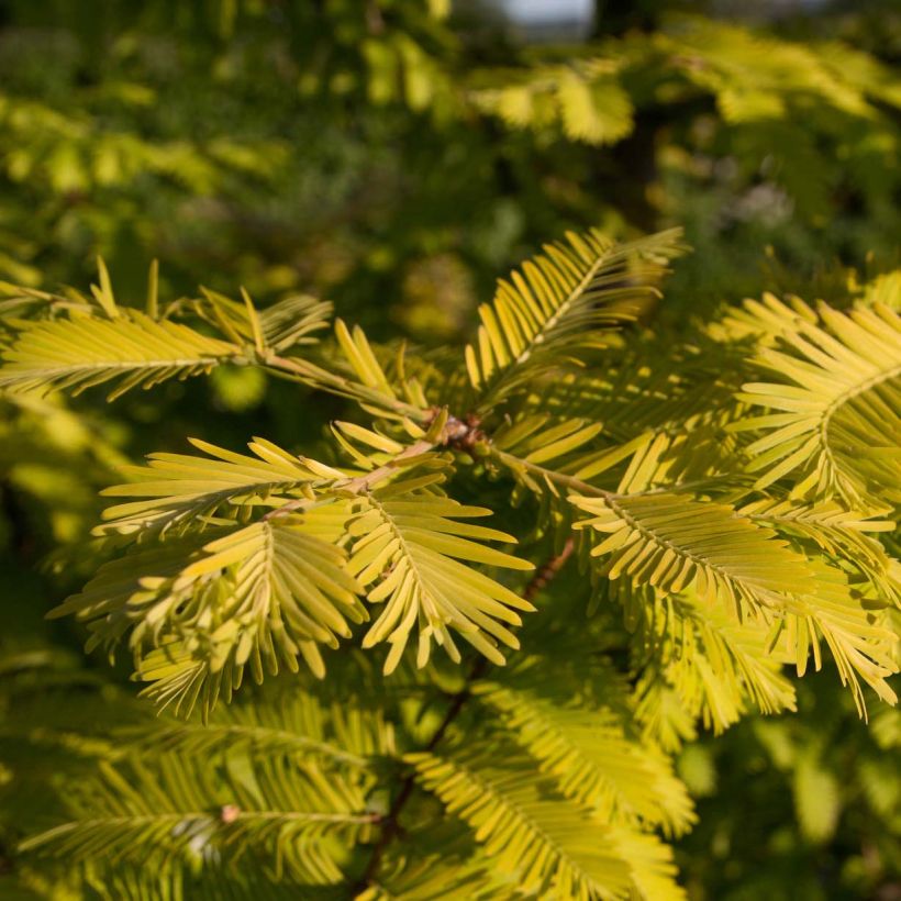 Metasequoia glyptostroboides Gold Rush (Foliage)