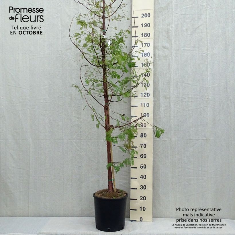 Spécimen de Metasequoia glyptostroboides Pot de 18L/20L tel que livré en automne