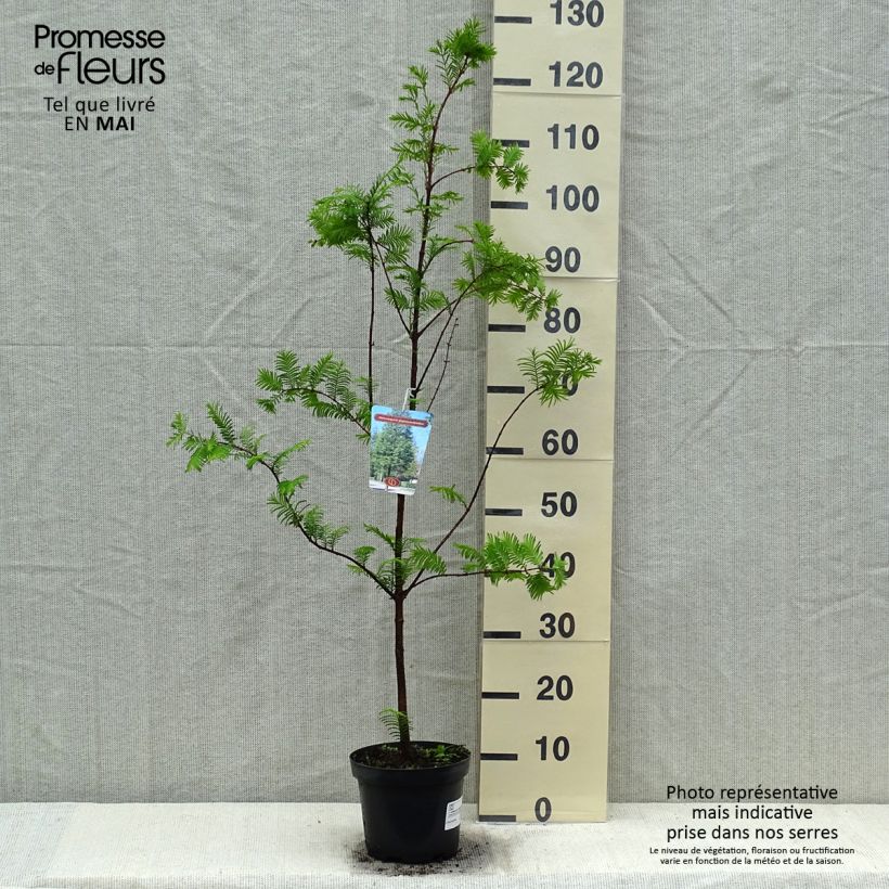 Example of Metasequoia glyptostroboides Pot de 3L/4L as you get in printemps