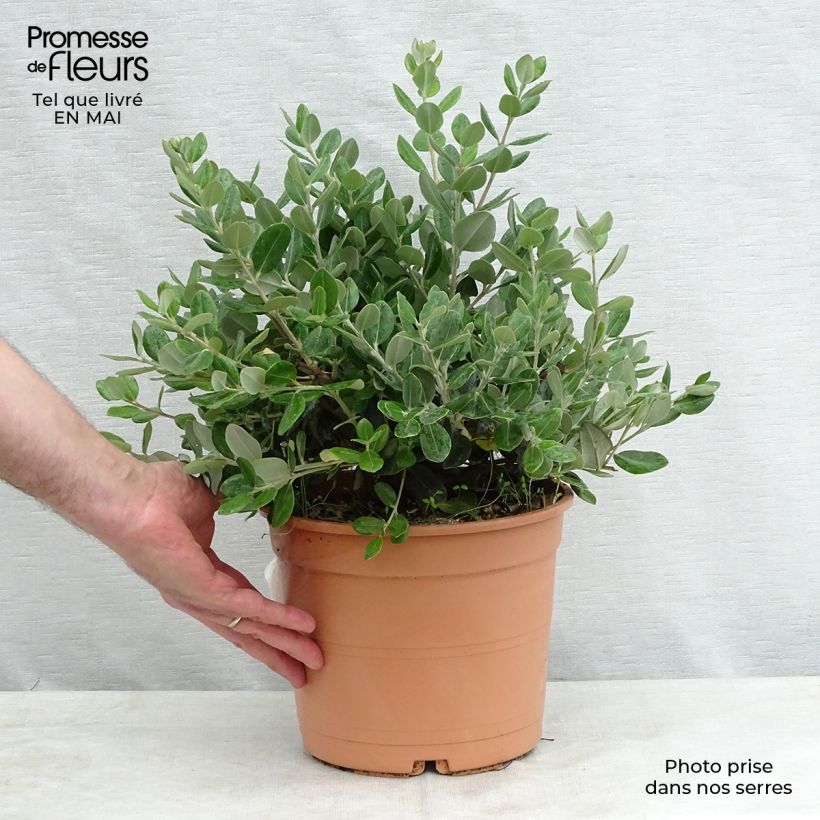 Spécimen de Metrosideros excelsa - Arbre de Noël de Nouvelle-Zélande Pot de 3L/4L tel que livré au printemps