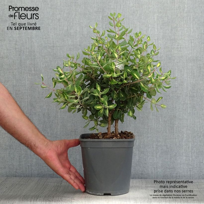 Spécimen de Metrosideros excelsa Aureomarginata ou M. kermadecensis Variegata - Arbre de Noël de Nouvelle-Zélande Pot de 4L/5L tel que livré en automne