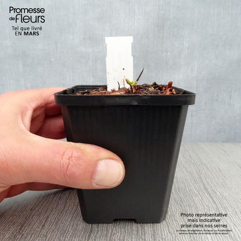 Example of Meum athamanticum - Cerfeuil des Alpes Godet de 8/9 cm as you get in printemps