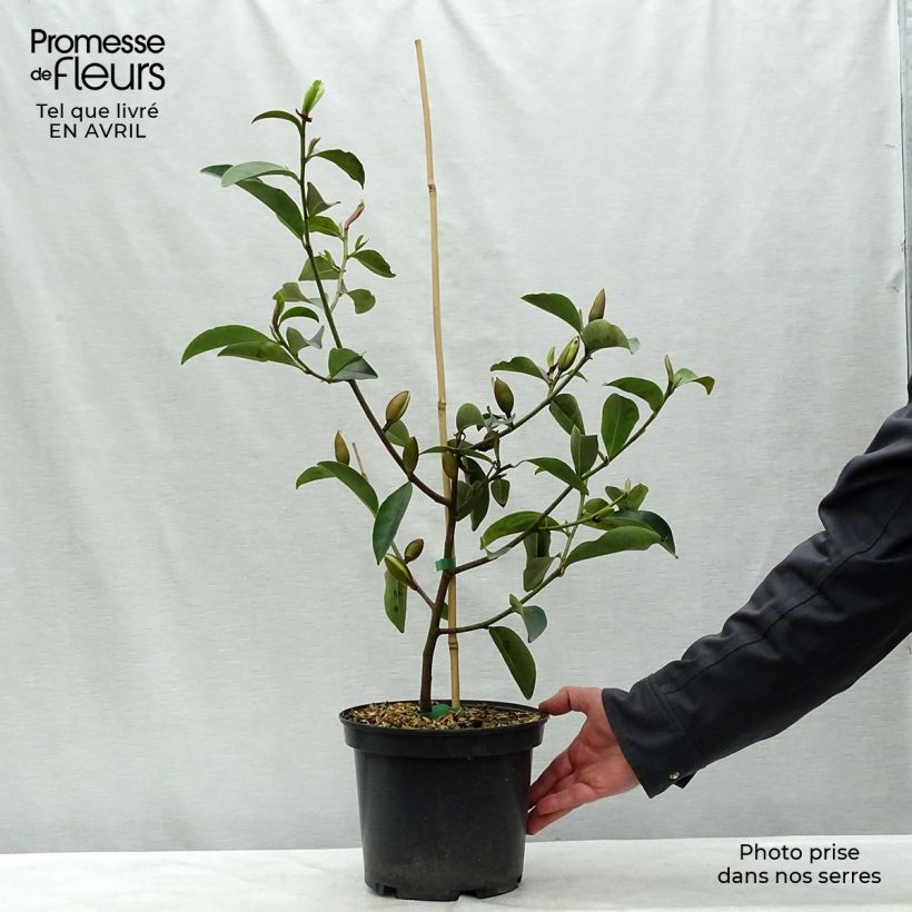 Spécimen de Michelia Fairy Lime - Michelia hybride Pot de 4L/5L tel que livré au printemps