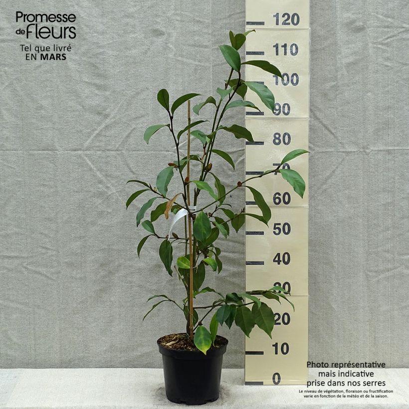 Spécimen de Michelia (x) foggii Allspice - Michelia hybride Pot de 4L/5L tel que livré au printemps