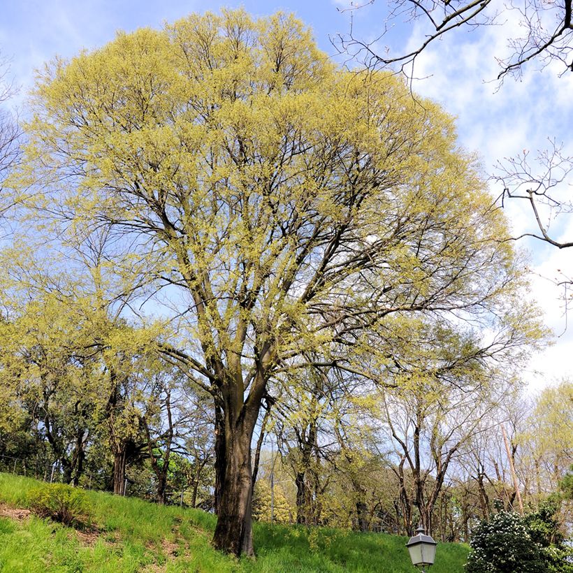 Celtis occidentalis - Micocoulier de Virginie (Port)