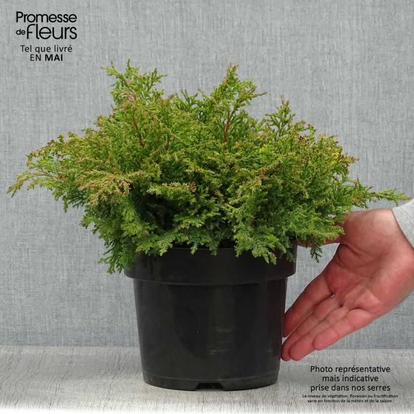 Spécimen de Cyprès de Sibérie - Microbiota decussata Fuzzball  Pot de 2L/3L tel que livré au printemps