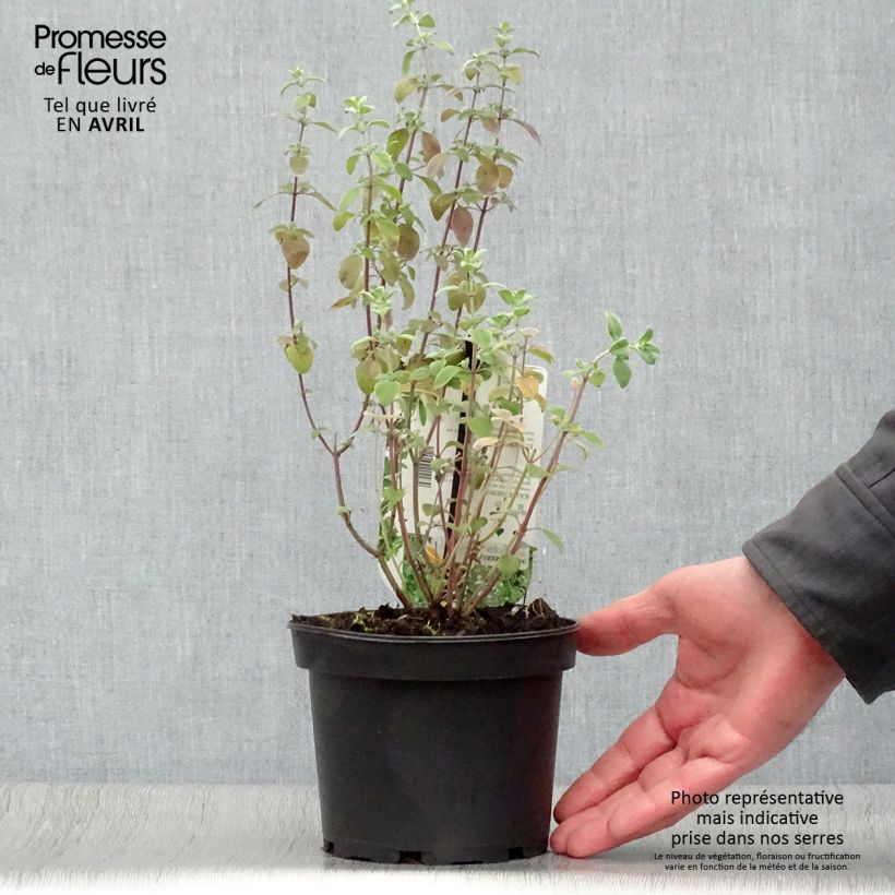 Spécimen de Micromeria thymifolia - Micromérie à feuilles de thym, Menthe du César Pot de 1,5L/2L tel que livré au printemps