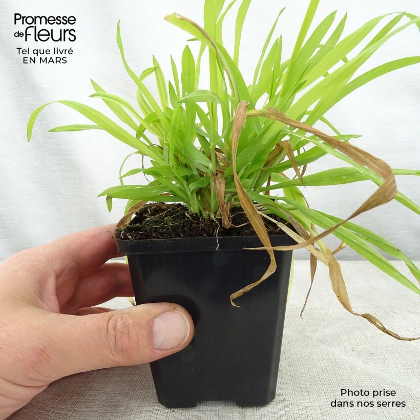 Spécimen de Milium effusum Aureum Godet de 8/9 cm tel que livré au printemps