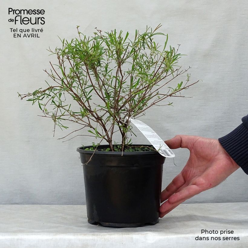 Spécimen de Millepertuis - Hypericum densiflorum Buttercup Pot de 2L/3L tel que livré au printemps