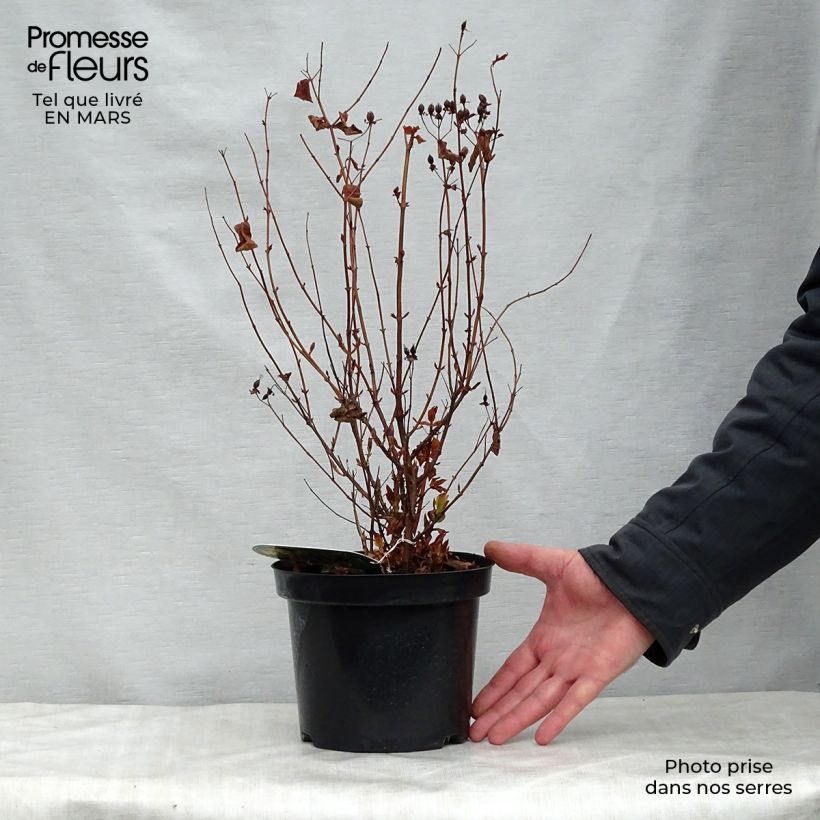 Spécimen de Millepertuis - Hypericum inodorum Elstead Pot de 1,5L/2L tel que livré au printemps