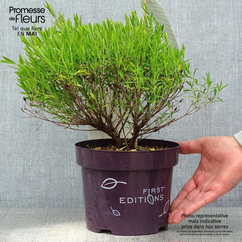 Spécimen de Millepertuis - Hypericum kalmianum Cobalt-n-Gold Pot de 2L/3L tel que livré au printemps