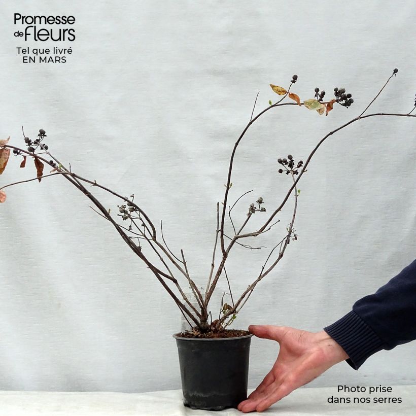 Spécimen de Millepertuis Magical White Kolmawhi - Hypericum (x) inodorum  Pot de 1,5L/2L tel que livré au printemps