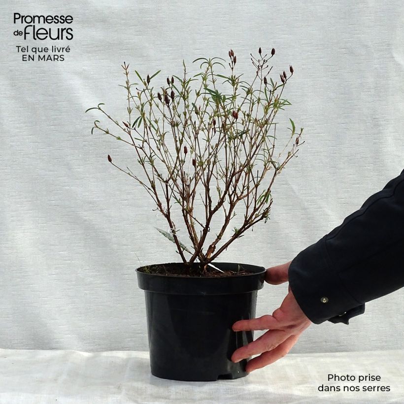 Spécimen de Millepertuis de kalmian - Hypericum kalmianum Gemo Pot de 3L/4L tel que livré au printemps