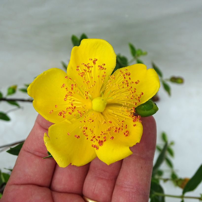Millepertuis tricolore - Hypericum moserianum Tricolor (Floraison)