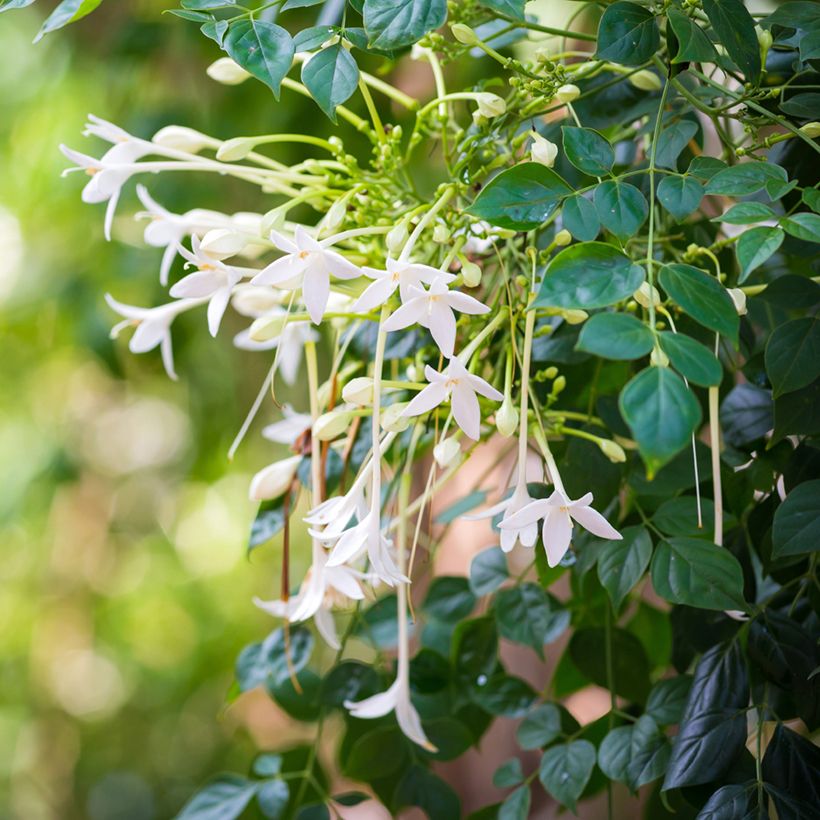 Millingtonia hortensis - Jasmin en arbre (Floraison)