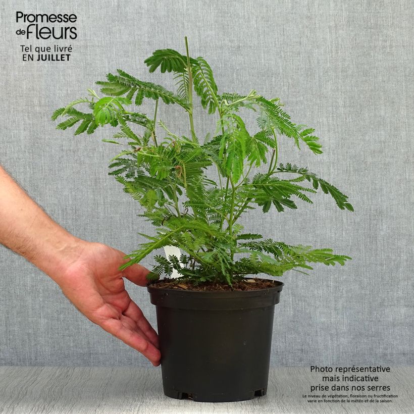 Spécimen de Mimosa - Acacia dealbata Pot de 2L/3L tel que livré en été