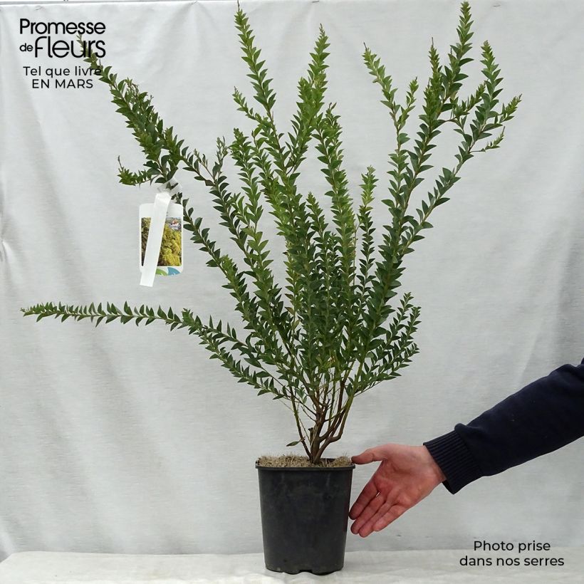 Spécimen de Mimosa - Acacia pravissima Pot de 3L/4L tel que livré au printemps