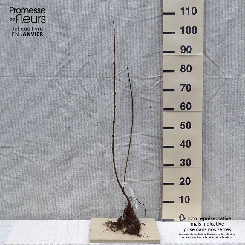 Spécimen de Forsythia x intermedia Lynwood - Mimosa de Paris Racines nues, Buisson, Ramifié tel que livré en hiver