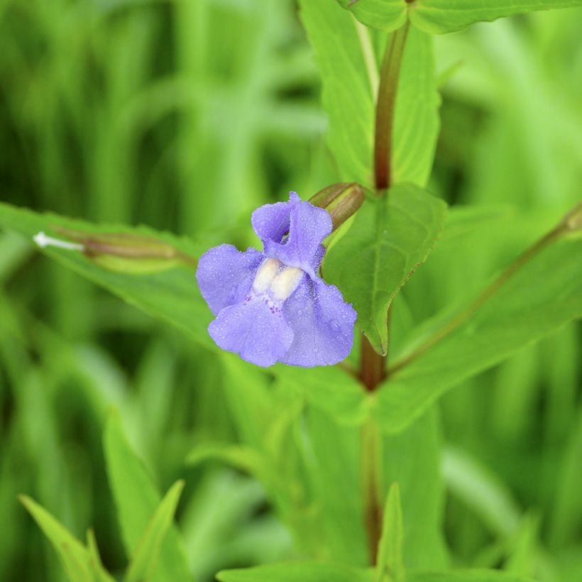 Mimulus ringens - Mimule bleue (Floraison)