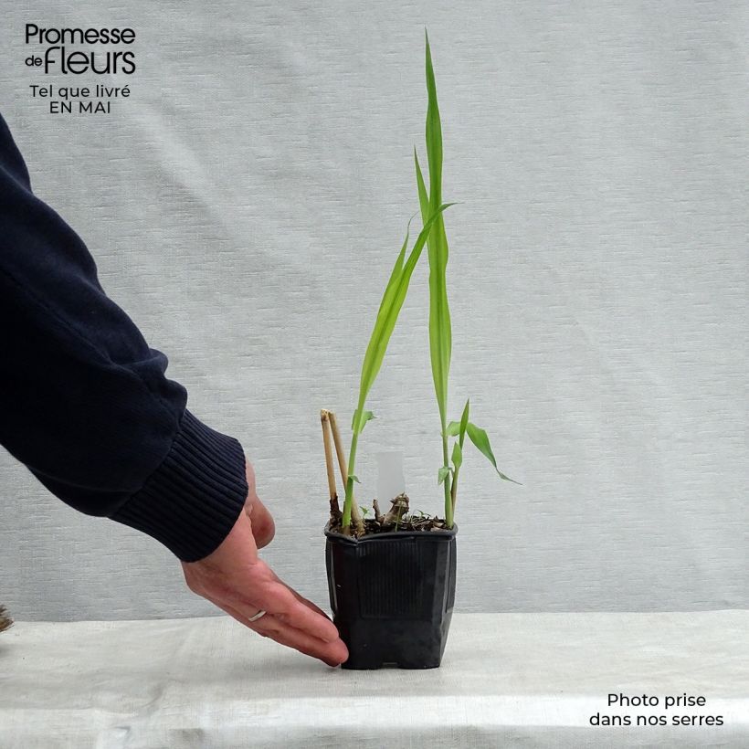 Example of Miscanthus Giganteus - Roseau de Chine géant Godet de 8/9 cm as you get in printemps