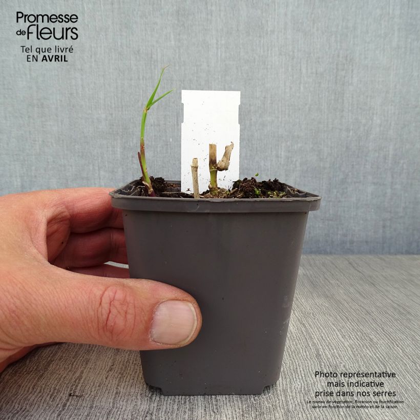 Example of Miscanthus floridulus - Roseau de Chine, Eulalie gigantesque Godet de 8/9 cm as you get in printemps
