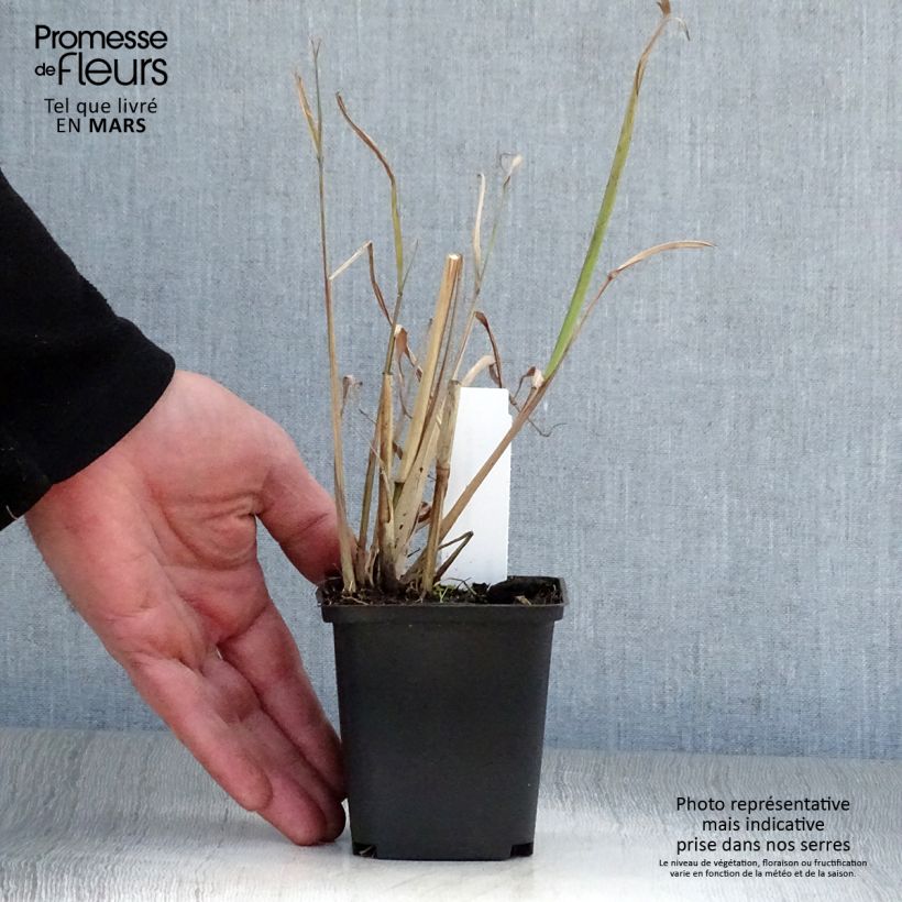 Example of Miscanthus nepalensis - Miscanthus du Népal Godet de 8/9 cm as you get in printemps