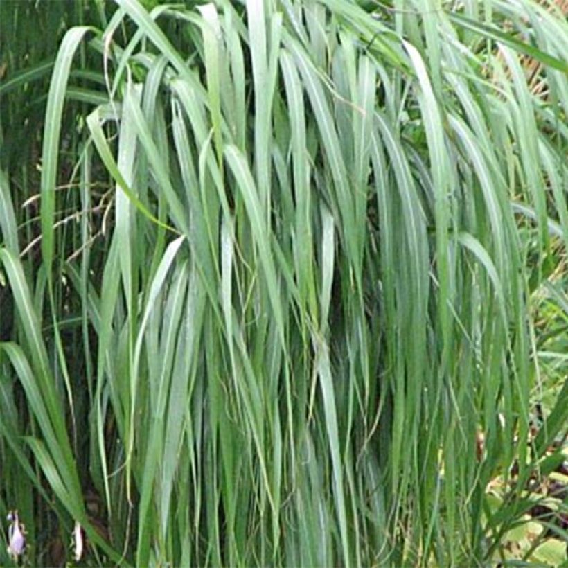 Miscanthus sacchariflorus - Roseau de Chine (Foliage)