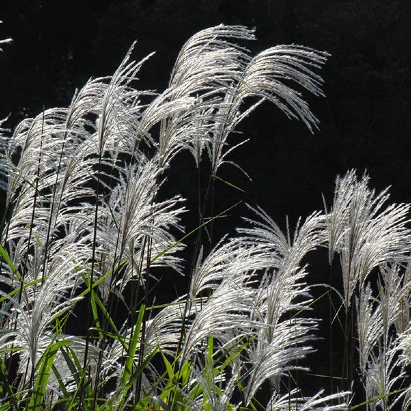 Miscanthus sacchariflorus - Roseau de Chine (Flowering)