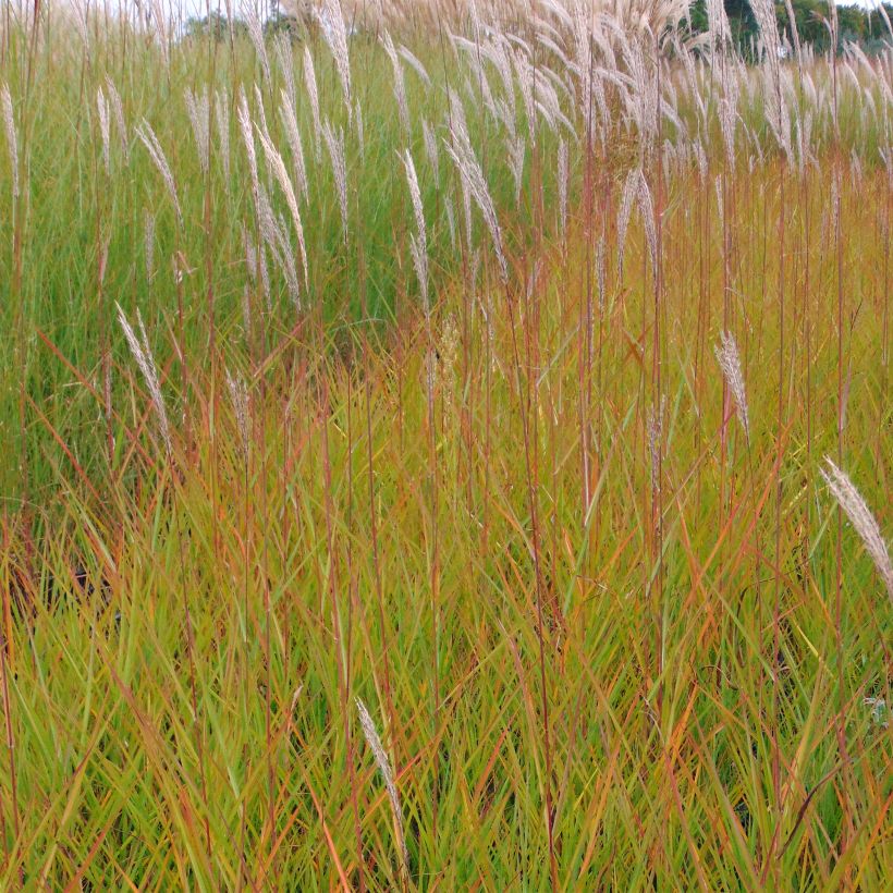 Miscanthus sinensis Afrika - Eulalie - Roseau de Chine (Plant habit)