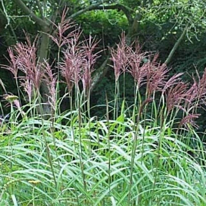 Miscanthus sinensis August Feder - Eulalie, Roseau de Chine  (Flowering)
