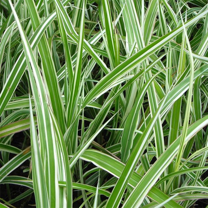 Miscanthus sinensis Cabaret - Roseau de Chine (Foliage)