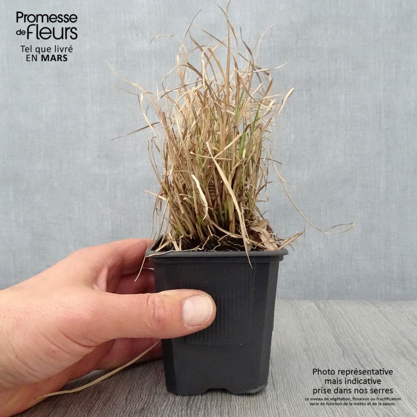 Example of Miscanthus sinensis Cute One - Roseau de Chine nain. Godet de 8/9 cm as you get in printemps