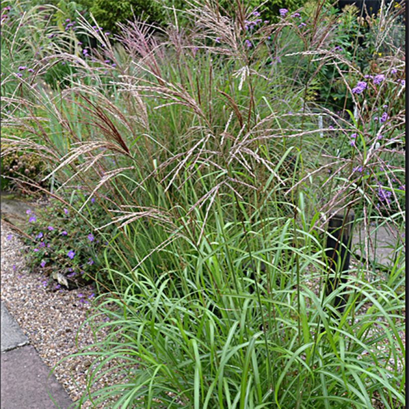 Miscanthus sinensis Emmanuel Lepage - Roseau de Chine (Plant habit)