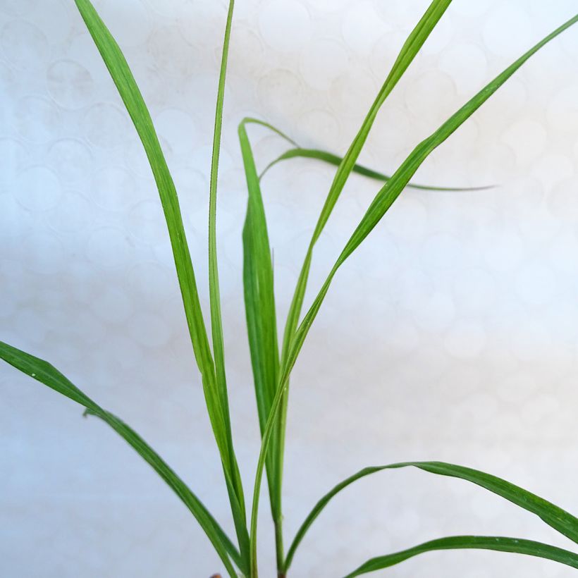 Miscanthus sinensis Emmanuel Lepage - Roseau de Chine (Foliage)