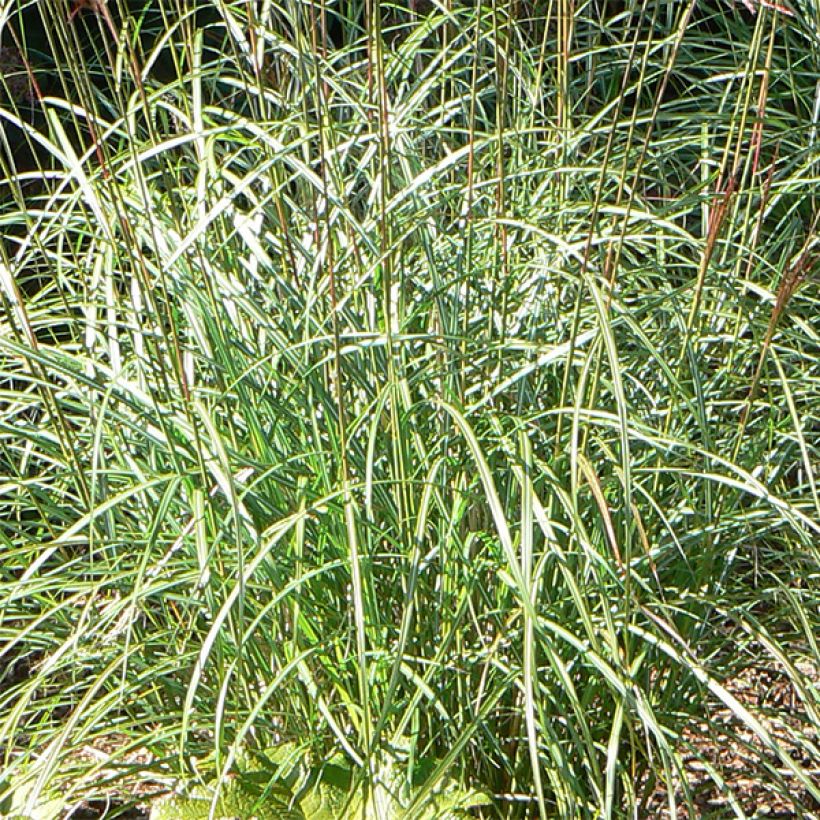 Miscanthus sinensis Ferner Osten - Roseau de Chine (Foliage)