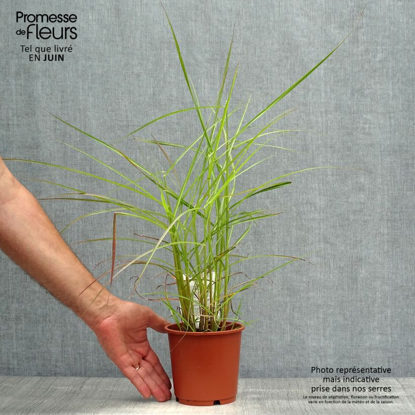 Spécimen de Miscanthus sinensis Ferner Osten - Roseau de Chine Pot de 1L/1,5L tel que livré en été