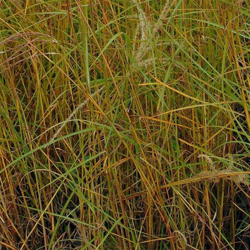 Miscanthus sinensis Flamingo - Eulalie - Roseau de Chine (Foliage)