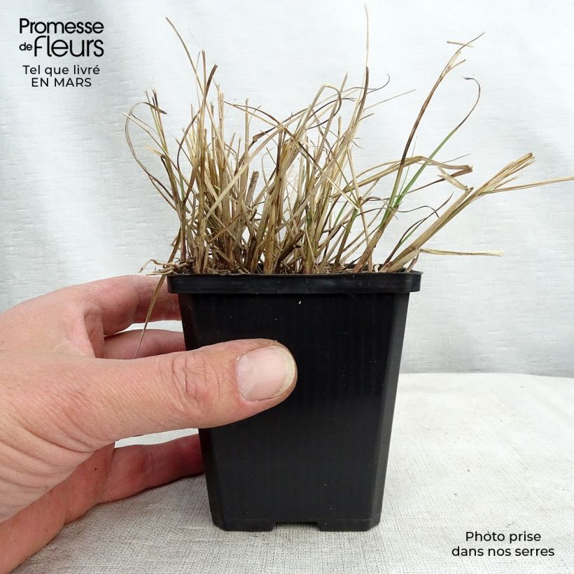 Spécimen de Miscanthus sinensis Gnom - Eulalie, Roseau de Chine Godet de 8/9 cm tel que livré au printemps
