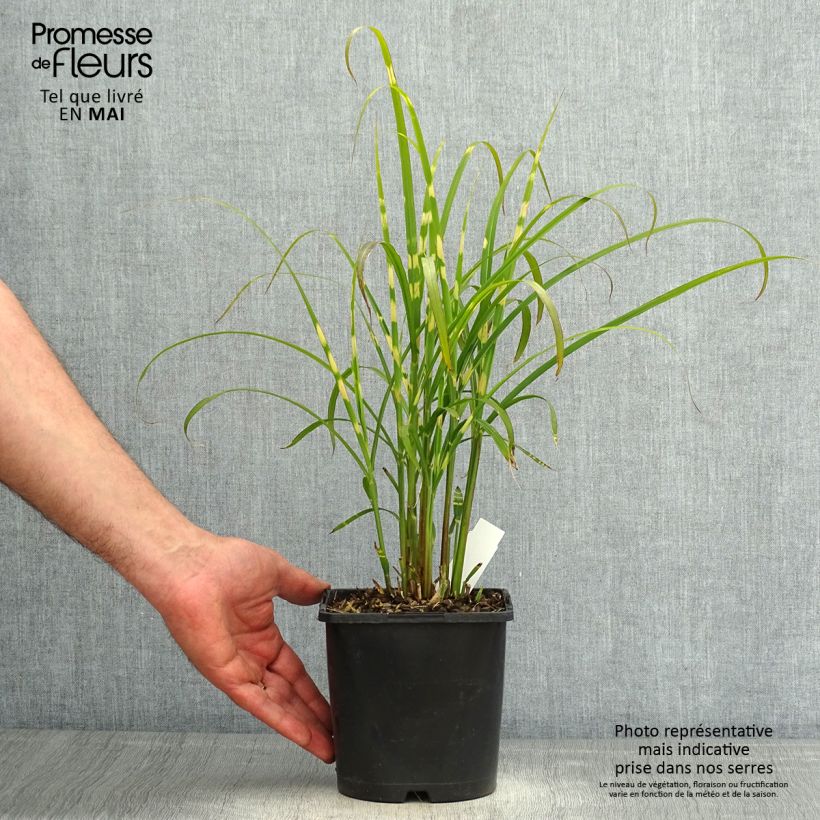 Example of Miscanthus sinensis Gold Bar - Roseau de Chine Pot de 2L/3L as you get in printemps
