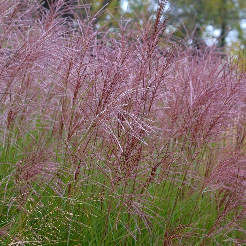 Miscanthus sinensis Gracillimus - Eulalie  (Flowering)