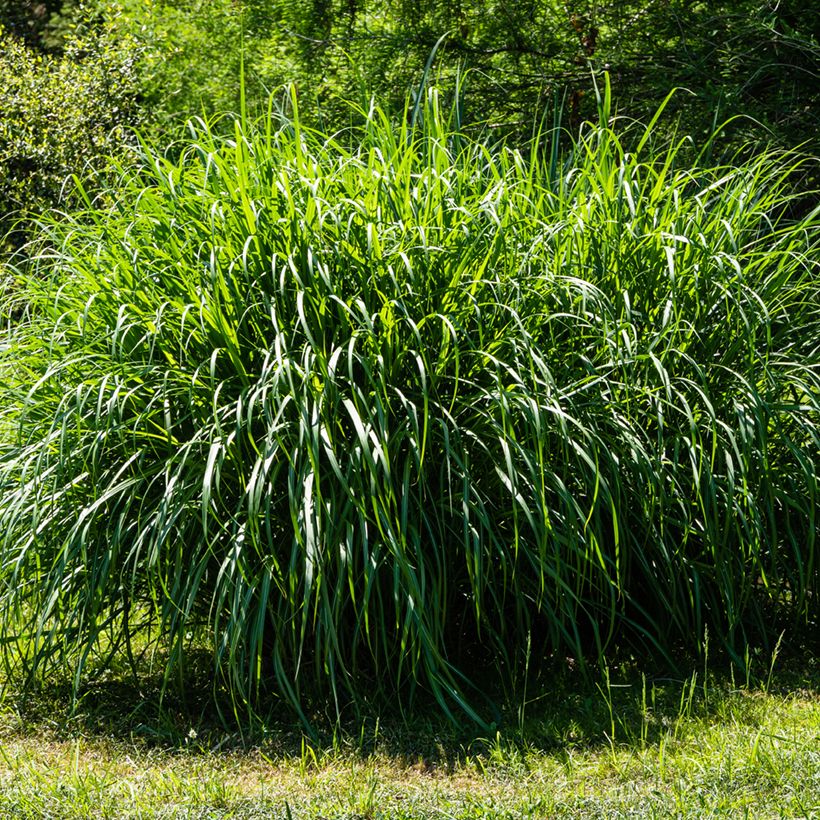 Miscanthus sinensis Gracillimus - Eulalie  (Plant habit)