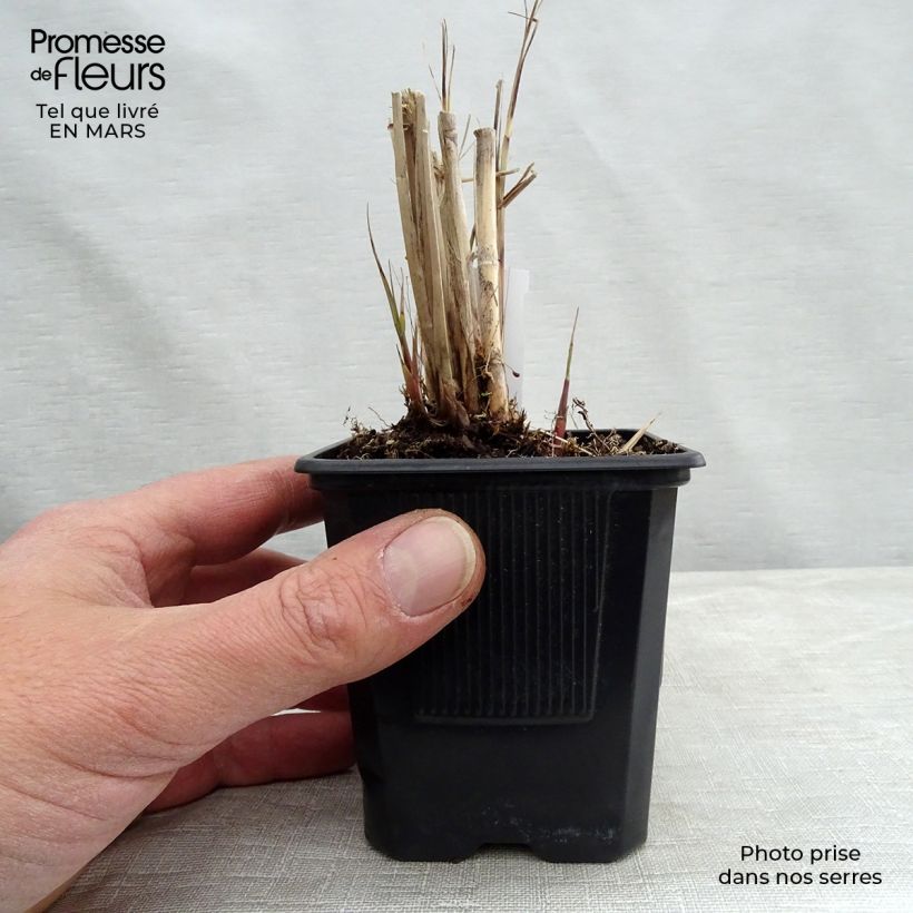 Example of Miscanthus sinensis Gracillimus - Eulalie  Godet de 8/9 cm as you get in printemps