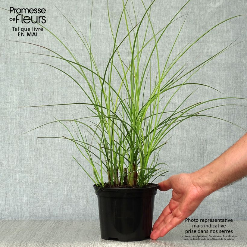 Example of Miscanthus sinensis Gracillimus - Eulalie  Pot de 2L/3L as you get in printemps