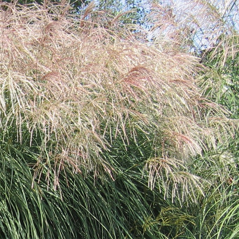 Miscanthus sinensis Graziella - Roseau de Chine (Flowering)